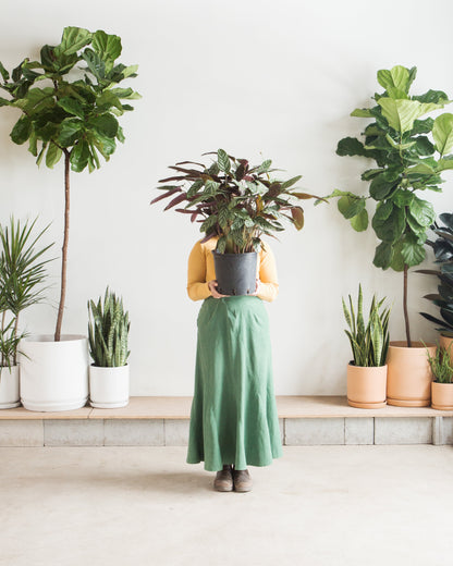 Grey Star Prayer Plant: Calathea setosa - 10 inch pot - 3-4 foot tall — indoor plant — indoor plant for sale by Promise Supply for delivery and pickup in Toronto.
