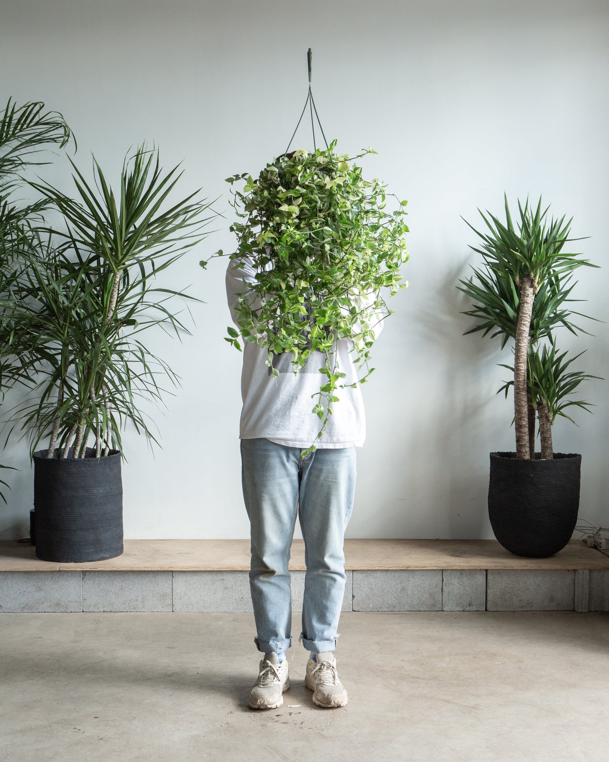 Yellow Wandering Dude: Tradescantia fluminensis 'aureovariegata' - 8 inch hanging basket — indoor plant — indoor plant for sale by Promise Supply for delivery and pickup in Toronto.