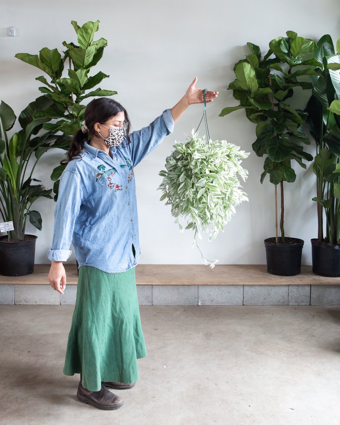 White Wandering Dude: Tradescantia - 8 inch hanging basket — in white planter — indoor plant for sale by Promise Supply for delivery and pickup in Toronto.