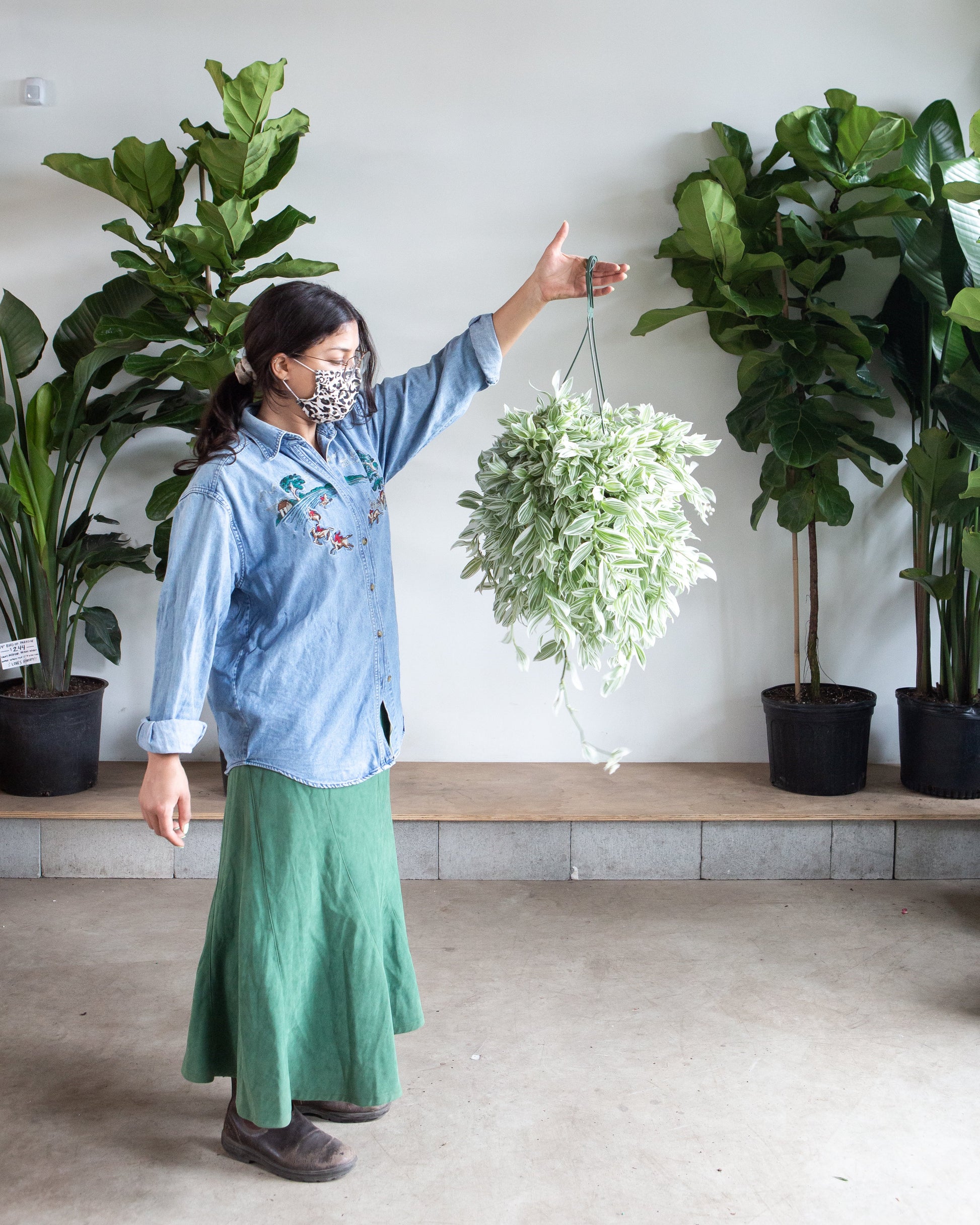 White Wandering Dude: Tradescantia - 8 inch hanging basket — in white planter — indoor plant for sale by Promise Supply for delivery and pickup in Toronto.