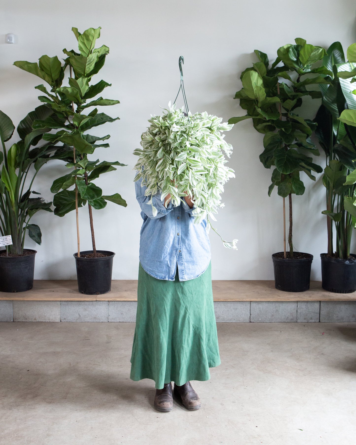 White Wandering Dude: Tradescantia - 8 inch hanging basket — in white planter — indoor plant for sale by Promise Supply for delivery and pickup in Toronto.