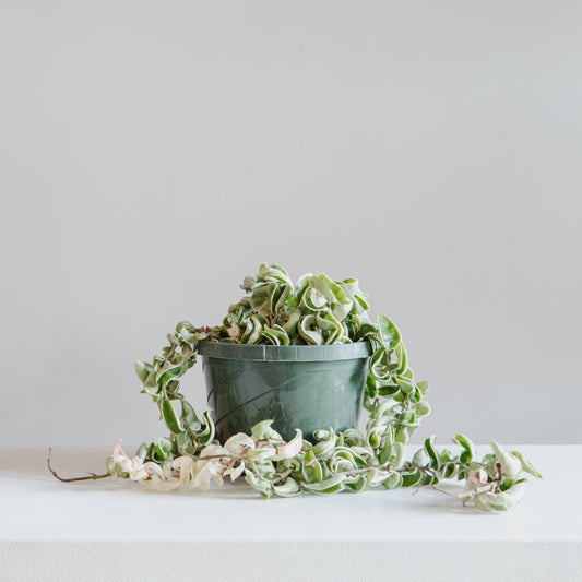 Variegated Hindu Rope: Hoya carnosa 'Compacta' - 8 inch hanging basket