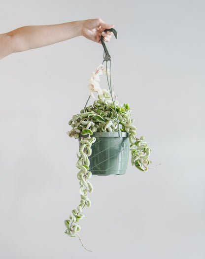 Variegated Hindu Rope: Hoya carnosa 'Compacta' - 8 inch hanging basket