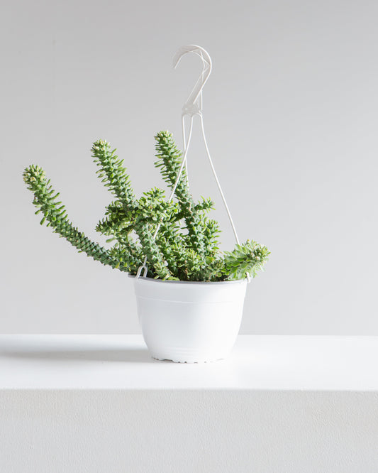Masai Spurge: Euphorbia guentheri - 8 inch hanging basket