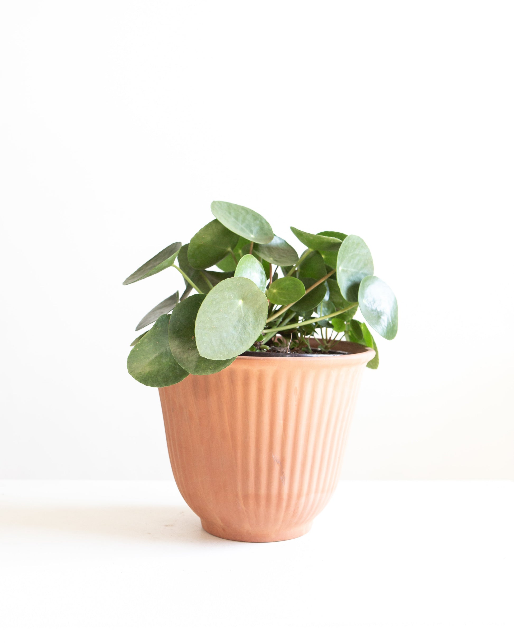 Pass It On Plant: Pilea peperomioides - 5 inch pot — indoor plant — indoor plant for sale by Promise Supply for delivery and pickup in Toronto.