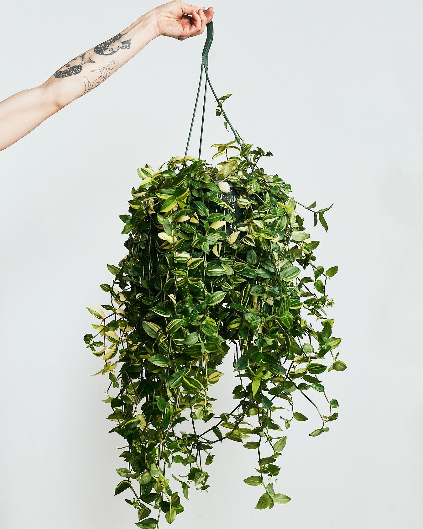 Yellow Wandering Dude: Tradescantia fluminensis 'aureovariegata' - 8 inch hanging basket — indoor plant — indoor plant for sale by Promise Supply for delivery and pickup in Toronto.