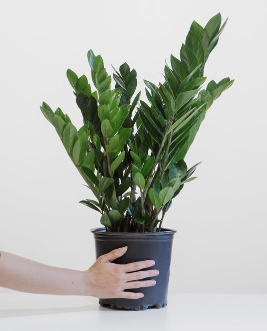 ZZ Plant: Zamioculcas zamiifolia - 8 inch pot — indoor plant — indoor plant for sale by Promise Supply for delivery and pickup in Toronto.