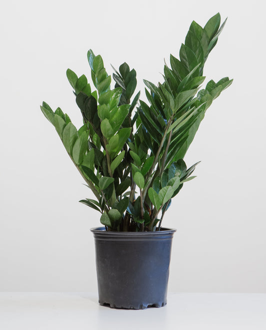 ZZ Plant: Zamioculcas zamiifolia - 8 inch pot — indoor plant — indoor plant for sale by Promise Supply for delivery and pickup in Toronto.