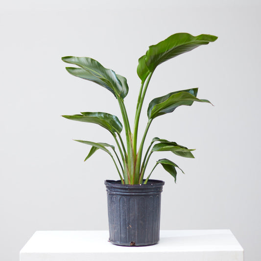 White Bird of Paradise: Strelitzia nicolai - 8 inch pot - 2-3 foot tall
