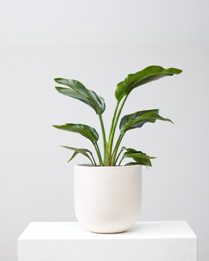 White Bird of Paradise: Strelitzia nicolai - 8 inch pot - 2-3 foot tall
