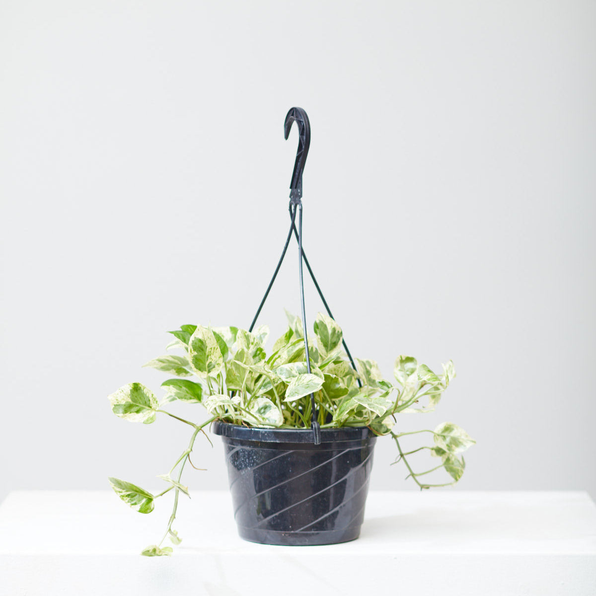 Pearls and Jade Pothos: Epipremnum aureum - 8 inch hanging basket — indoor plant — indoor plant for sale by Promise Supply for delivery and pickup in Toronto.