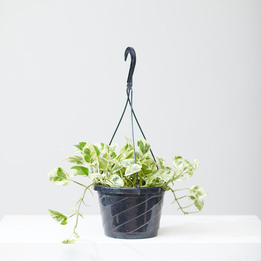 Pearls and Jade Pothos: Epipremnum aureum - 8 inch hanging basket — indoor plant — indoor plant for sale by Promise Supply for delivery and pickup in Toronto.