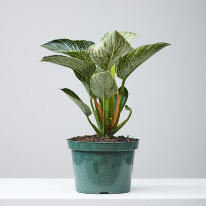 Birkin Plant: Philodendron - 8 inch pot — indoor plant — indoor plant for sale by Promise Supply for delivery and pickup in Toronto.