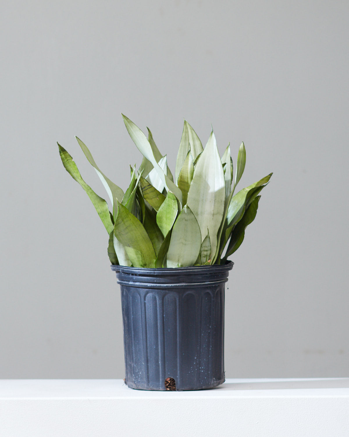 Moonshine Snake Plant: Sansevieria trifasciata - 8 inch pot — indoor plant — indoor plant for sale by Promise Supply for delivery and pickup in Toronto.