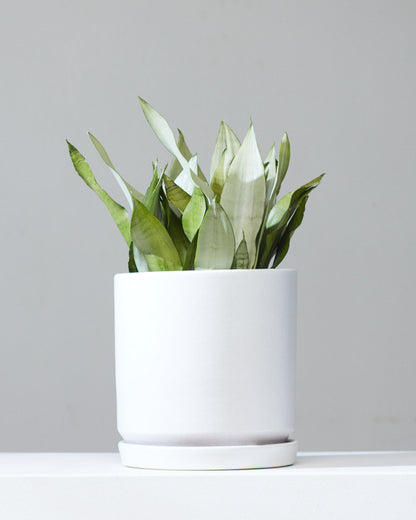 Moonshine Snake Plant: Sansevieria trifasciata - 8 inch pot — in white planter — indoor plant for sale by Promise Supply for delivery and pickup in Toronto.