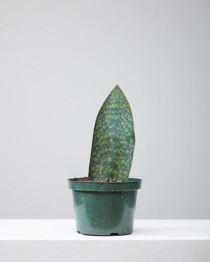 Whale Fin Snake Plant: Sansevieria masoniana - 8 inch pot