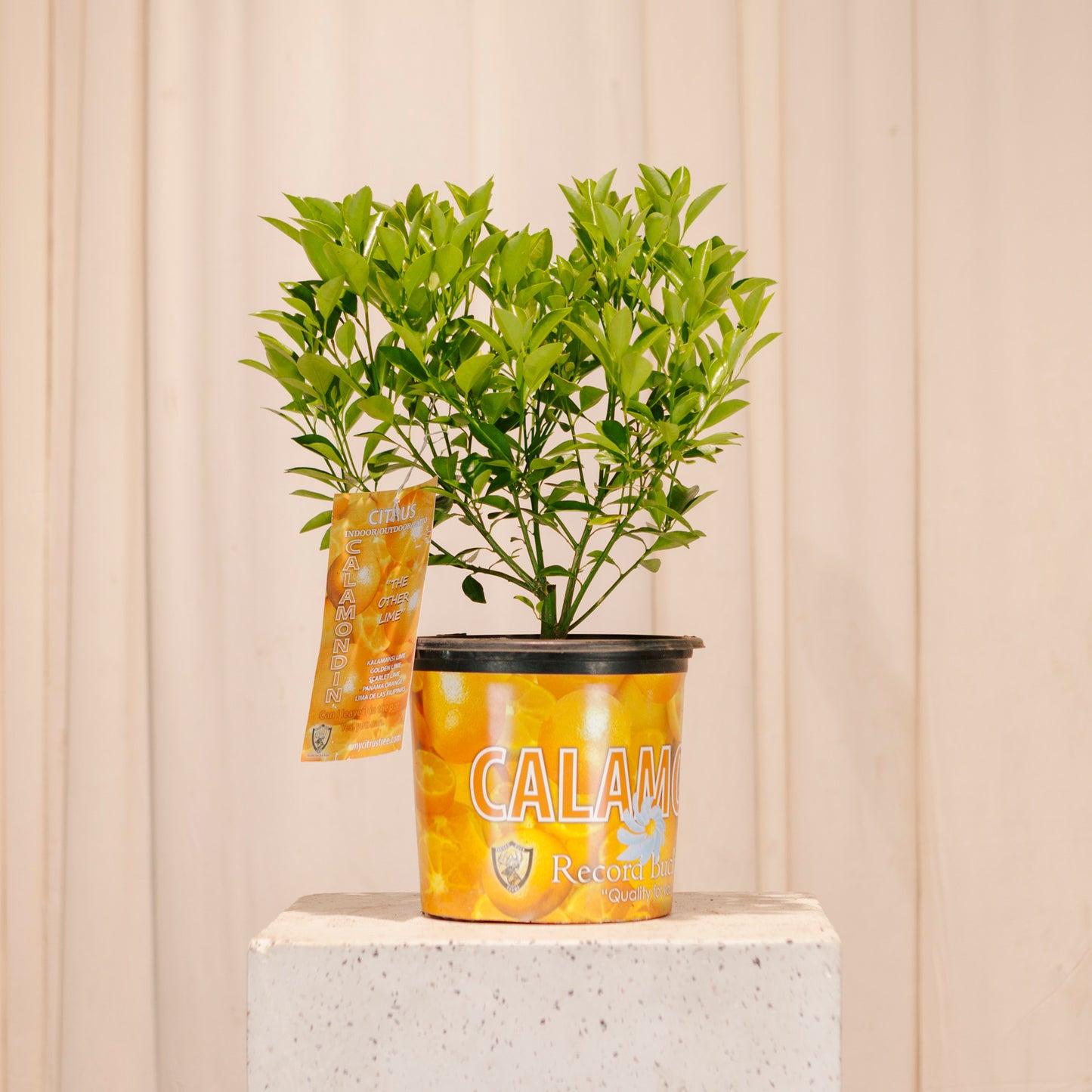 Calamansi/Calamondin Bush: Citrofortunella microcarpa - 8 inch pot - 2 foot tall