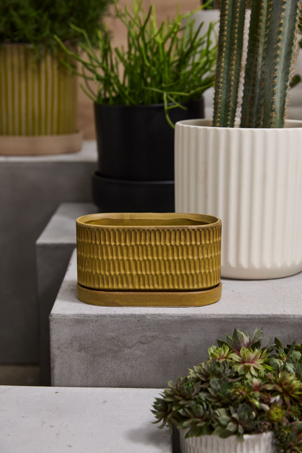 Zelle Ochre Trough Planter with Drainage and Tray | 7 x 3.25 Inches