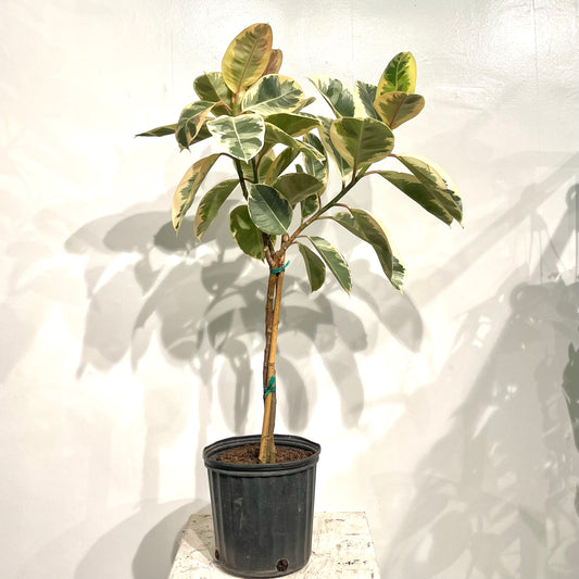 Twisted Trunk Tineke Rubber Plant: Ficus elastica - 10 inch pot