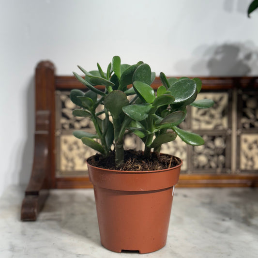 Golden Jade Plant: Crassula ovata 'Sunset' - 5 inch pot
