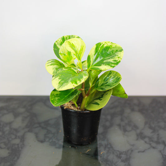 Marble Baby Rubber Plant: Peperomia obtusifolia - 4 inch pot