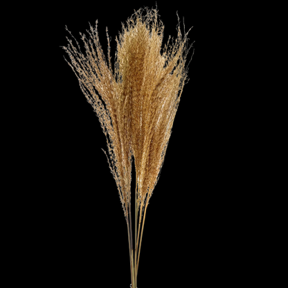 Assorted Pampas Grass | 28-60 inch