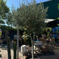Olive Tree: Olea europaea - 24 inch pot - 8-10 foot tall