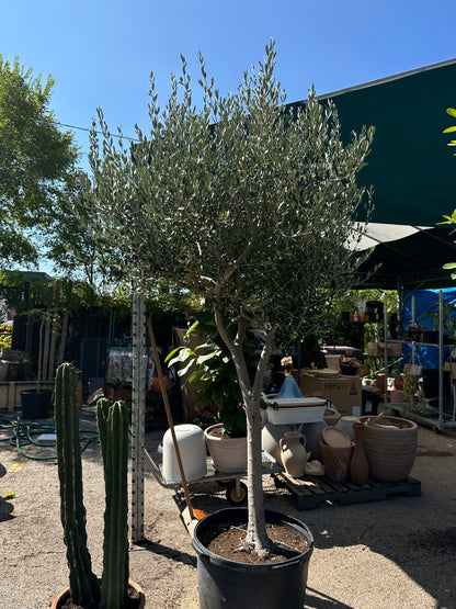 Olive Tree: Olea europaea 'Arbequina' - 24 inch pot - 8-10+ foot tall