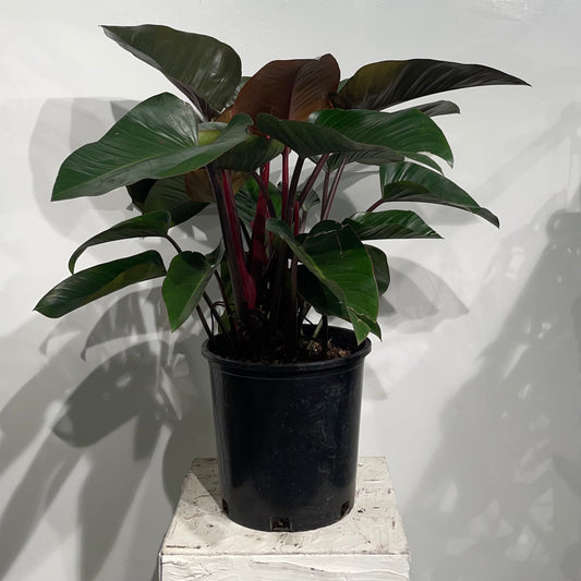 Rojo Congo Philodendron: Philodendron hederaceum Congo - 14 inch pot