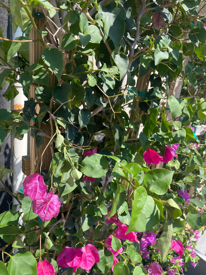 Paperflower Trellis: Bougainvillea - 16 inch pot