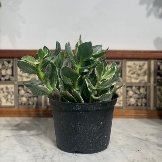 Variegated Jade Plant: Crassula ovata - 6 inch pot