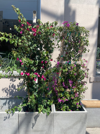 Paperflower Trellis: Bougainvillea - 16 inch pot