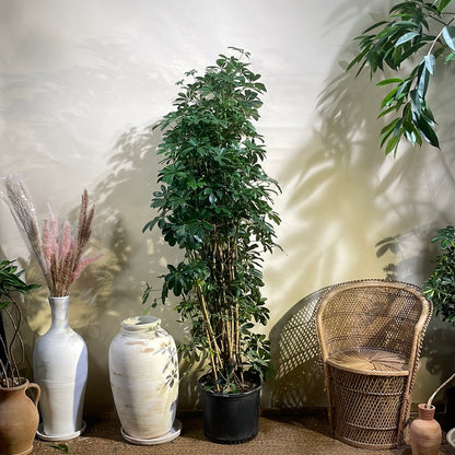 Umbrella Tree Column: Schefflera arboricola - 14 inch pot - 5-6 foot tall