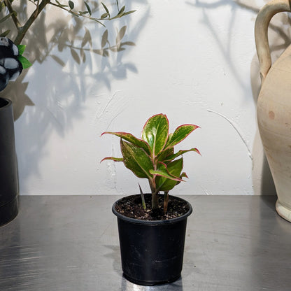 Siam Red Gold Chinese Evergreen: Aglaonema - 4 inch pot — indoor plant — indoor plant for sale by Promise Supply for delivery and pickup in Toronto.