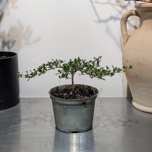 Shady Lady Bonsai Black Olive Tree: Bucida buceras - 6 inch pot
