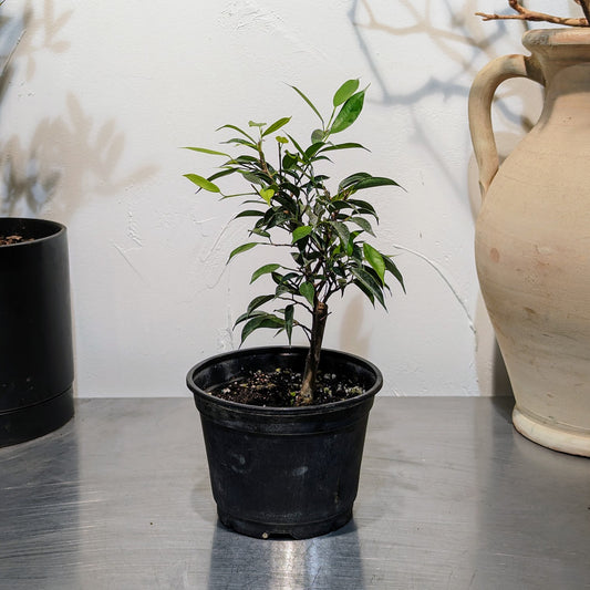 Weeping Fig Bonsai: Ficus Benjamina - 6 inch pot