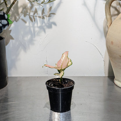 aglaonema geely red Geely Red Chinese Evergreen - 4" Pot
