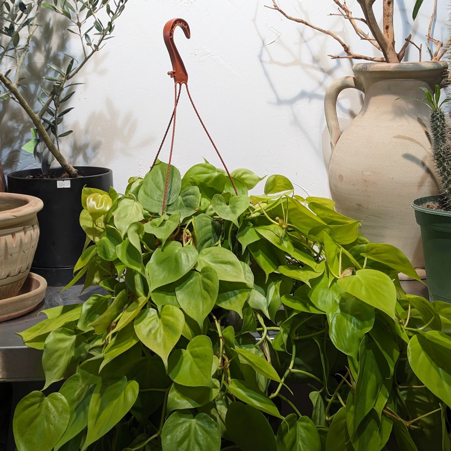 Neon Heart Leaf: Philodendron cordatum 'Lemon' - 8 inch hanging basket
