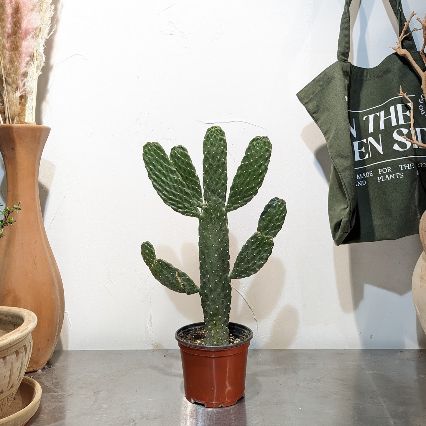Caribbean Cartoon Tree Cactus: Opuntia consolea falcata - 6 inch pot