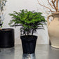 Norfolk Island Pine: Araucaria heterophylla - 6 inch pot -