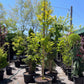 Amber Glow Dawn Redwood: Metasequoia glyptostroboides - 10G Pot 200CM Tall