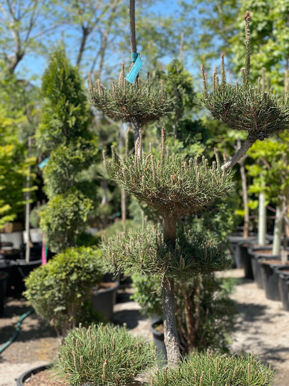 Poodle Pine: Pinus sylvestris - 24 inch pot - 7 Foot Tall