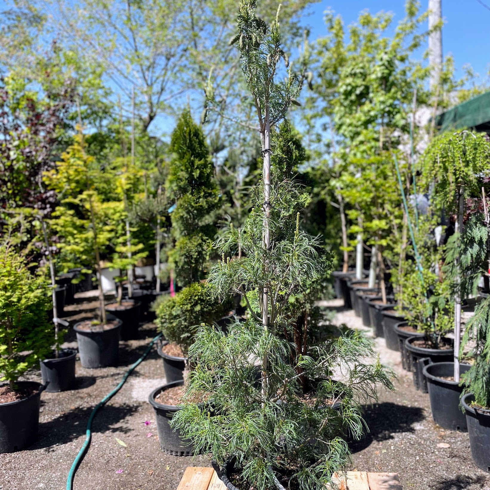 Contorted Eastern White Pine: Pinus strobus - 16 Inch Pot - 6-7 Foot T ...