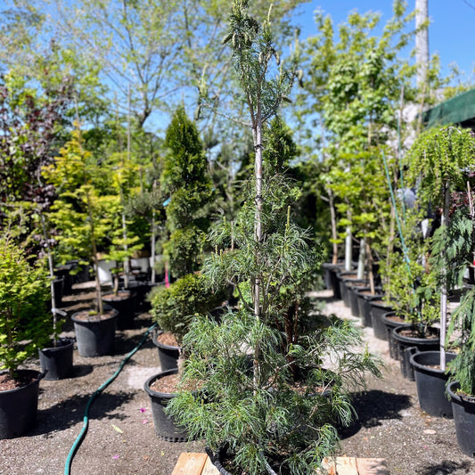 Contorted Eastern White Pine: Pinus strobus - 16 Inch Pot - 6-7 Foot Tall