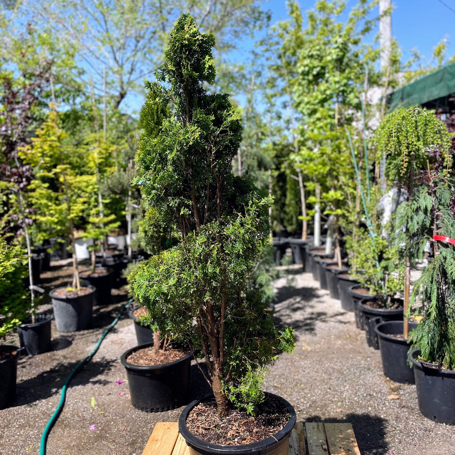 Spiral Emerald Cedar: Thuja occidentalis - 19 inch Pot - 6-7 foot Tall