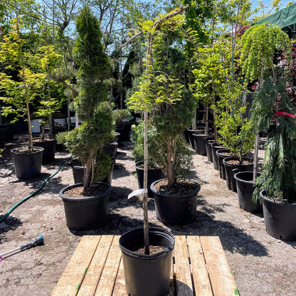 Miss Grace Dawn Redwood: Metasequoia glyptostroboides - 5G Pot 125CM Tall