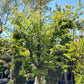 Jade Prince Dawn Redwood Legacy: Metasequoia glyptostroboides Jade Prince - 15G Pot 150CM Tall