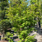 Chubby Dawn Redwood: Metasequoia glyptostroboides 'Chubby' - 7G Pot 125CM Tall