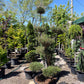 Poodle Pine: Pinus Contorta 'Poodle Pine' - 24 inch pot - 7 Foot Tall