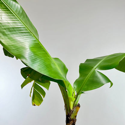 Abyssinian Banana Plant: Ensete ventricosum - 10 inch pot - 3-4 foot tall